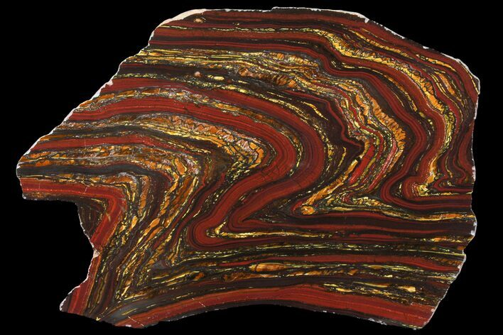 Polished Tiger Iron Stromatolite - ( Billion Years) #96234